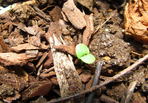 Basil seedling [probably]