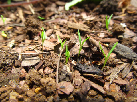 Carrot seedlings