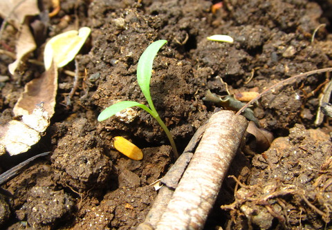 Silverbeet (Swiss Chard) seedlings