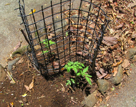 Some tomato seedlings - Mortgage Lifter and Black Krim