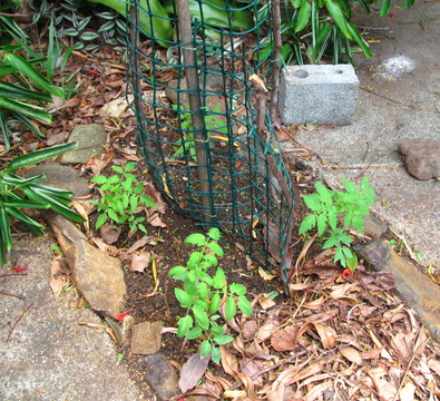 More tomato seedlings - Mortgage Lifter, Black Krim, and
 			Oxheart